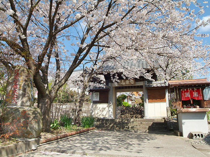 桜が咲いている妙性寺の山門前