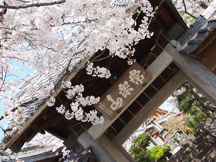 桜の咲いている妙性寺の山門前